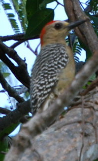 Red Crowned Woodpecker